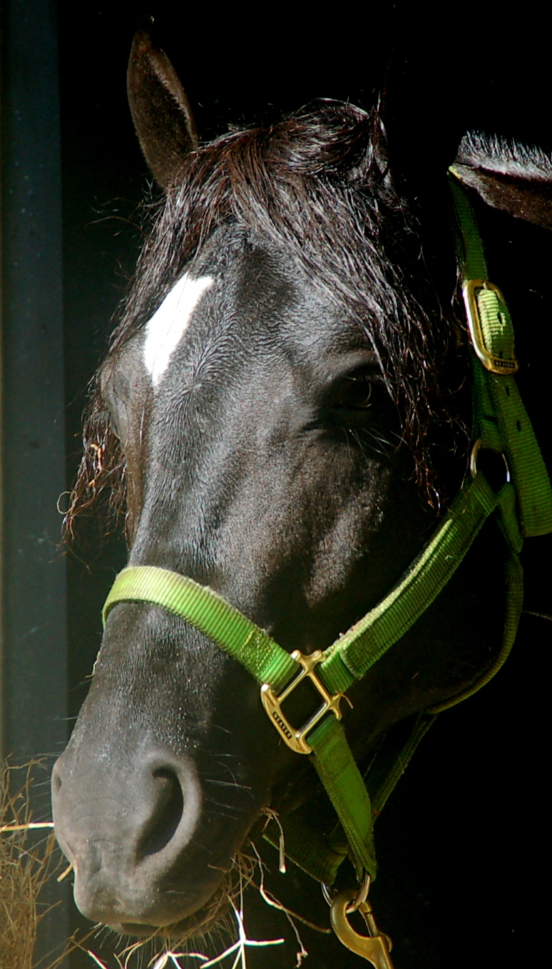 Horse Talk Panama Horses and People of Boquete, Panama
