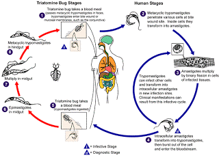 Siklus hidup Trypanosoma cruzi