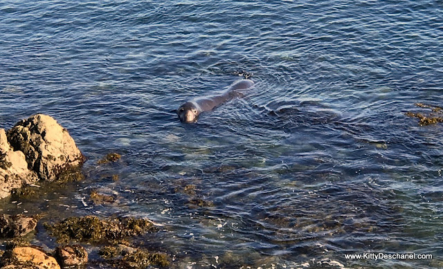 elephant seals near hearst castle