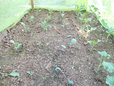 Broccoli and cabbages in cage 80 Minute Allotment Green Fingered Blog