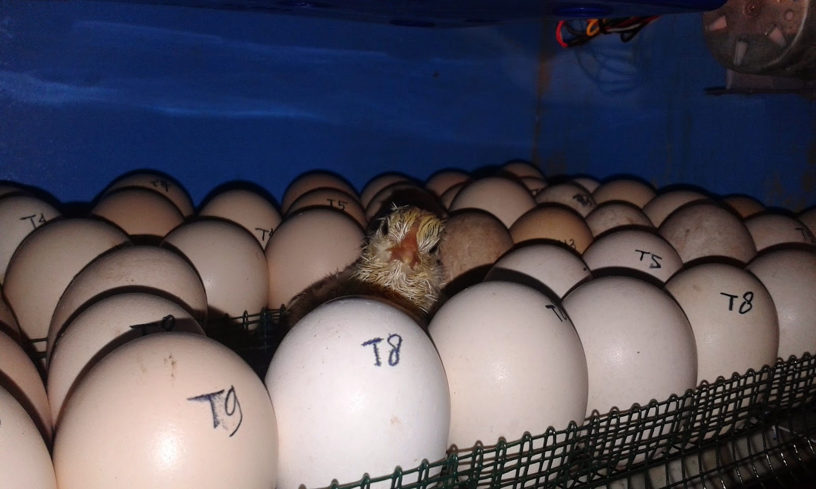 Syarat Agar Telur Ayam Menetas Dengan Baik Supplier Telur Ayam Peternak Ayam Telur Usaha Telur Ayam Kampung Distributor Telur Agen Telur