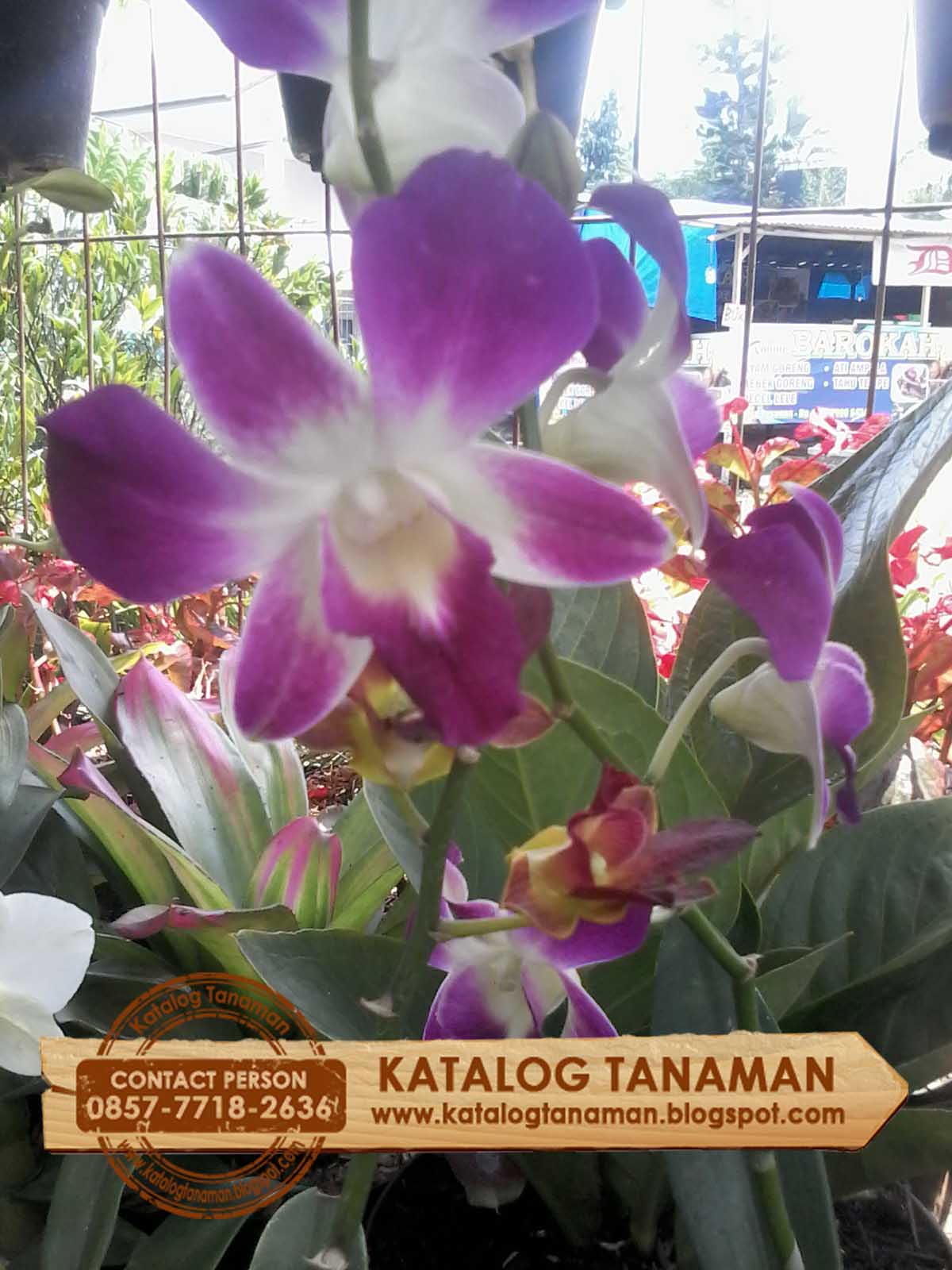 Memanfaatkan Dunia Maya: Panduan Lengkap Berjualan Anggrek Secara Online