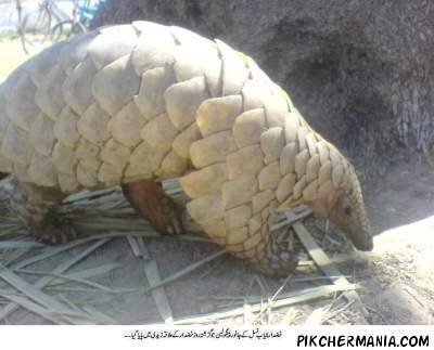 weird mammals pangolin