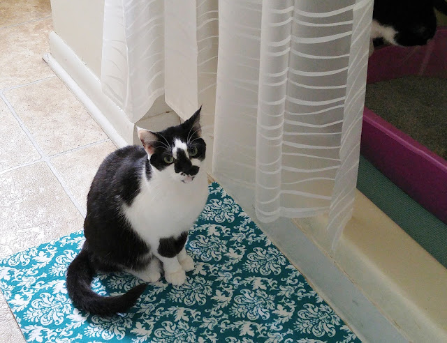 Kitty approved litter box area DIY #yougottabekittenme #Cbias #ad