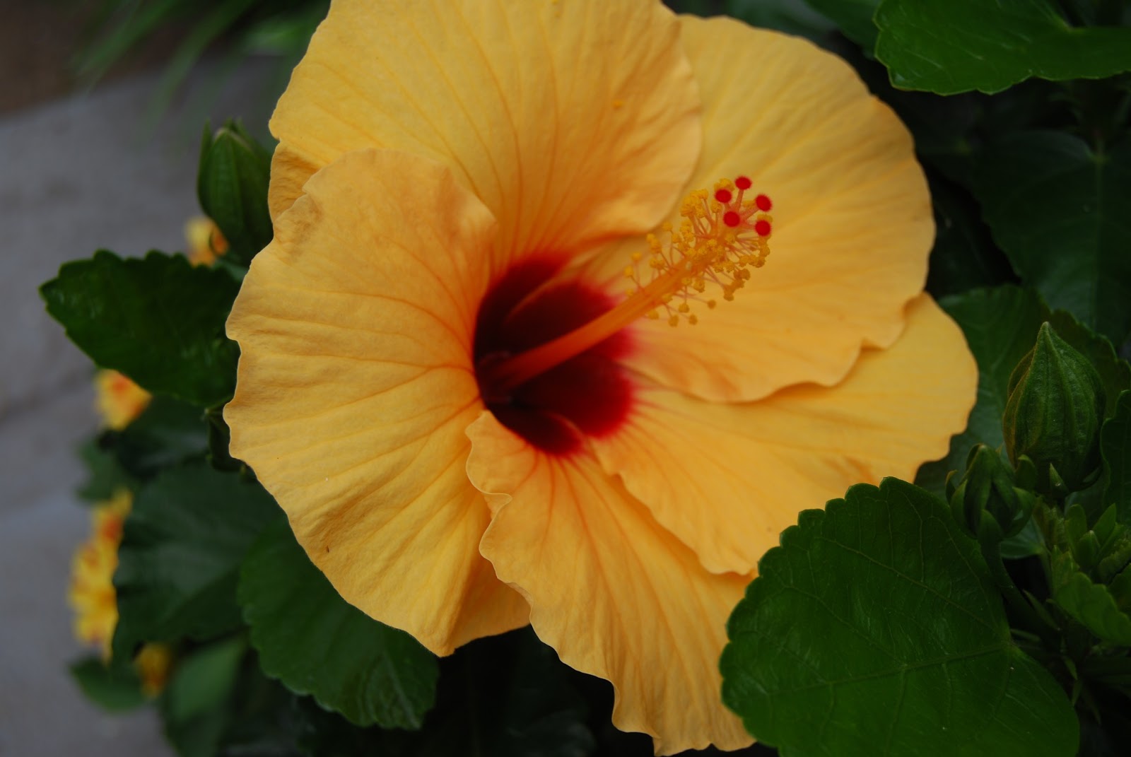 Flowering Almond Shrubs Are Prunus Triloba And Prunus Glandulosa