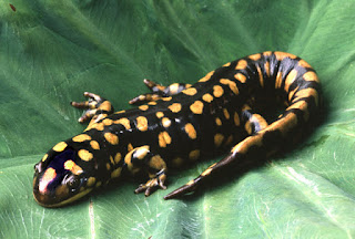 80+ Gambar Salamander Cacing Paling Hist 80+ Gambar Salamander Cacing Paling Hist