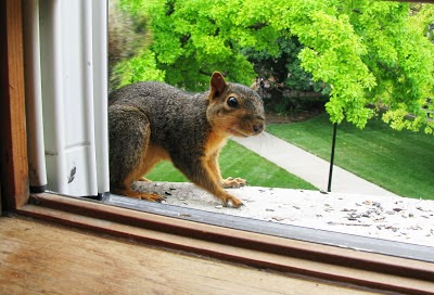 Sweetest Squirrel