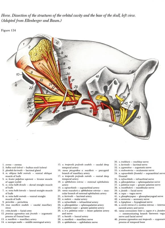 horse-cavalo-skull-anatomy-anatomia-cranio-maxilar-sinusal-sinuses-vetarq-muscle-musculatura-bone-osso-veias-arterias-dentição-equinos-eye-olho