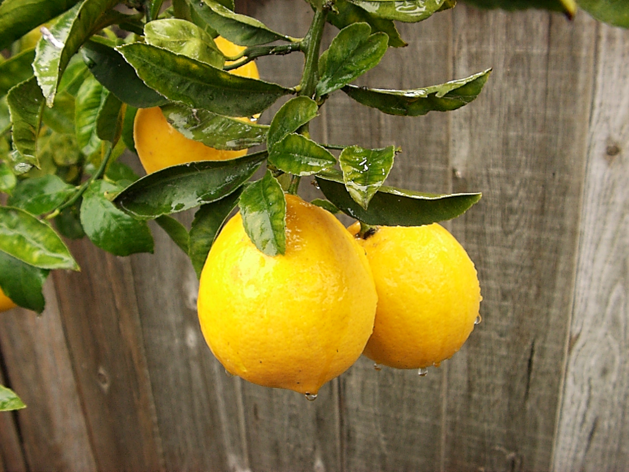 Eye Candy for the Famished Unusually Large Meyer Lemons Home Grown