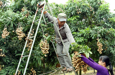 Chồng và cô nhân tình trong vườn nhãn Chồng và cô nhân tình trong vườn nhãn