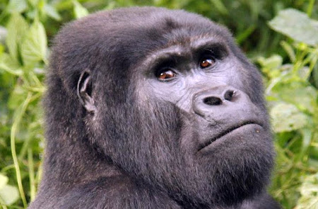 Blackback mountain gorilla in Nkuringo group