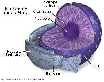 Biologia: El núcleo celular