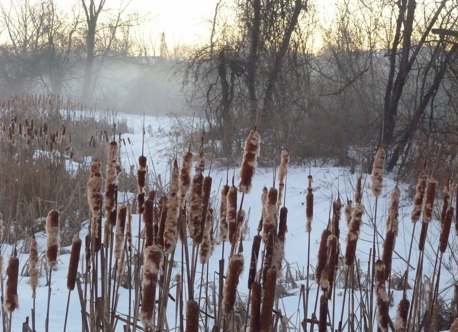 Cattails on the Little Cacoosing