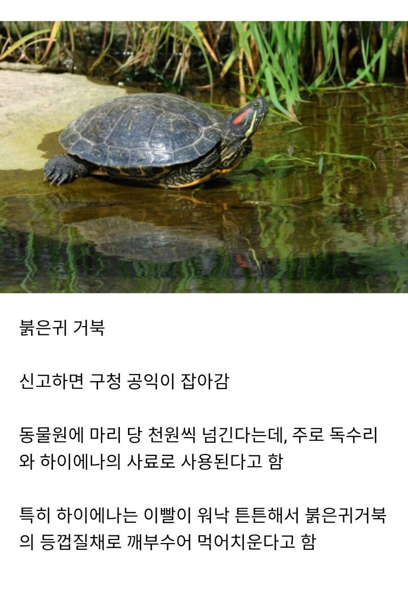 어설픈 놈들은 살아남을 수 없는 헬반도