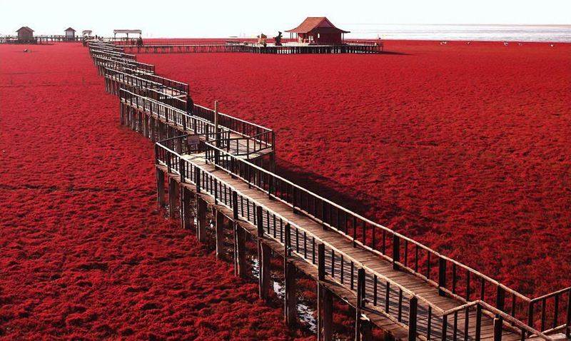 FANS OF NATURE Red Beach Panjin, China