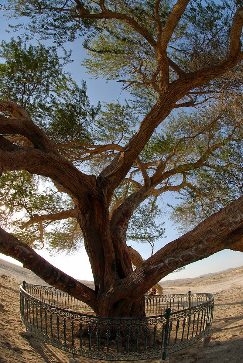 Tree of Life, Bahrain | Shajarat-al-Hayat