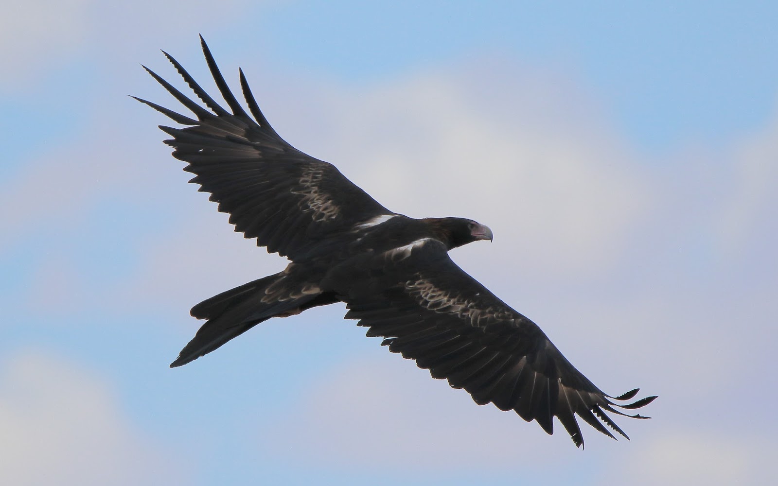 Richard Waring's Birds of Australia: Wedge-tailed Eagles - the Royal ...