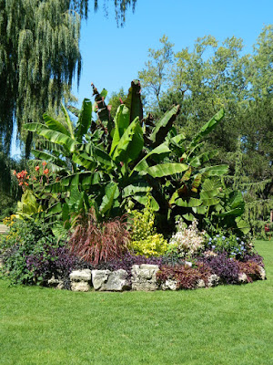 Bedding plants at Edwards Gardens by garden muses-not another Toronto gardening blog