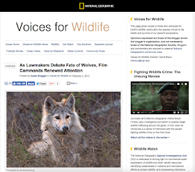 http://voices.nationalgeographic.com/2017/02/07/as-lawmakers-debate-fate-of-wolves-film-commands-renewed-attention/