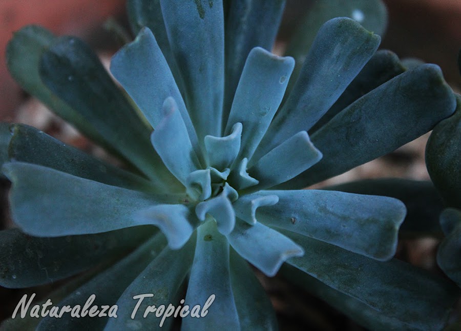 Echeveria runyonii con sus hojas plegadas