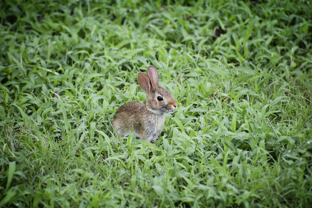 rabbit images