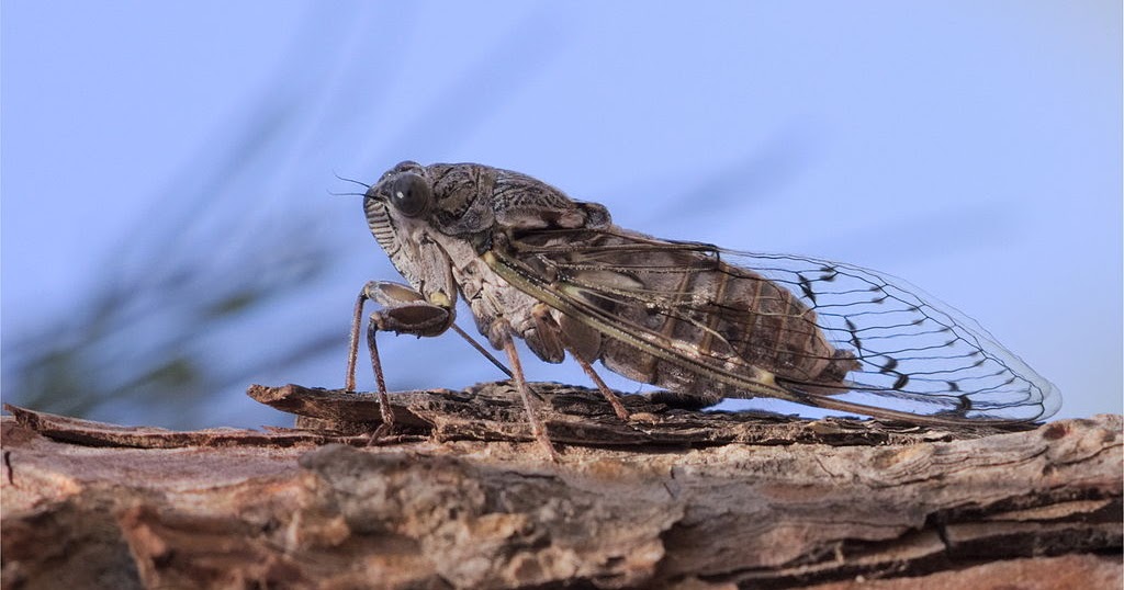 Sidney's Place: GREEK BUGS AND CREEPY-CRAWLIES