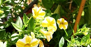 Gartensaison Ist Immer Gartentipps Von Eva Schumann Mini