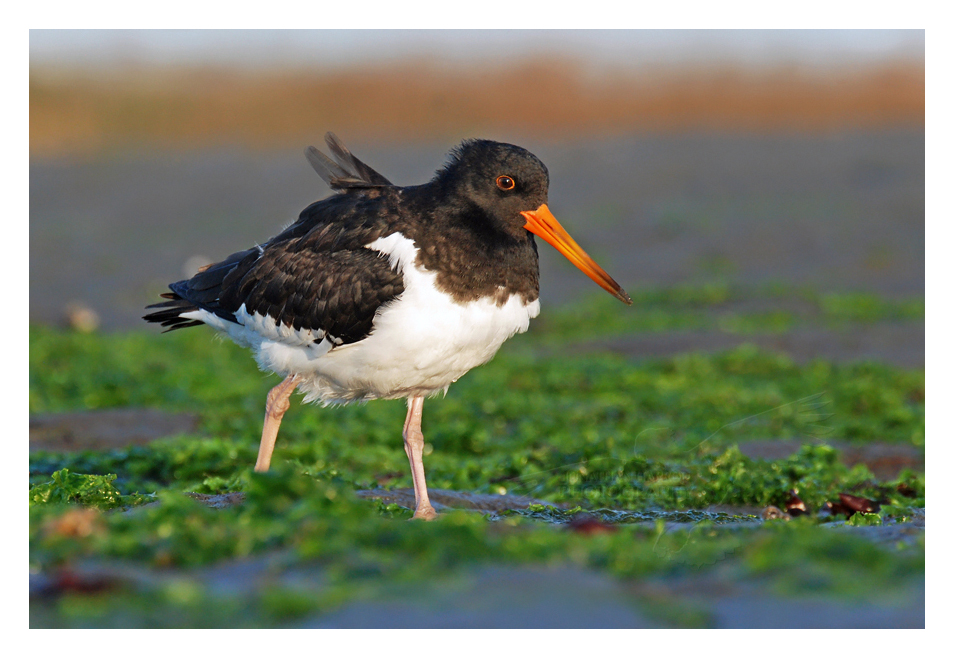 JONATHAN HARROD PHOTOGRAPHY NEW CAMERA!