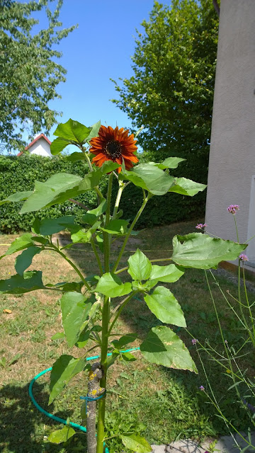 braune Sonnenblume (c) by Joachim Wenk braune Sonnenblume (c) by Joachim Wenk