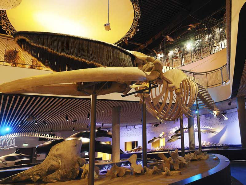 Natural History Museum Of Denmark Zoological Museum Natural History Museum Of Denmark Zoological Museum