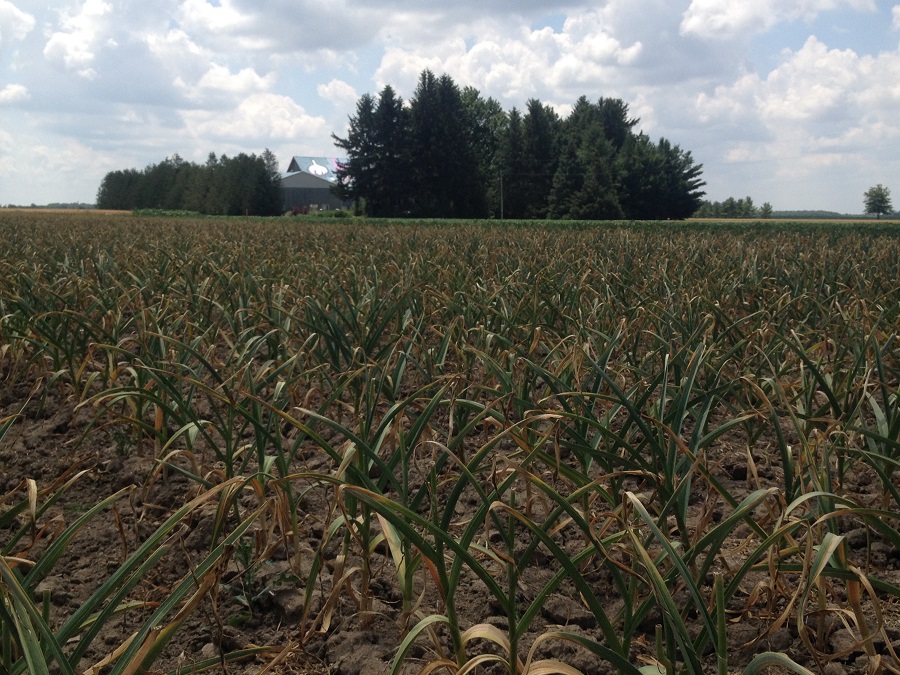Growing Ontario Garlic