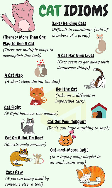 CAT Idioms: 30 Common Cat Idioms with Examples
