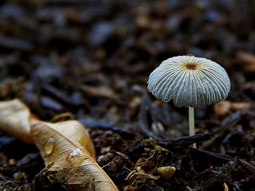 Combating Fungal Skin Infections