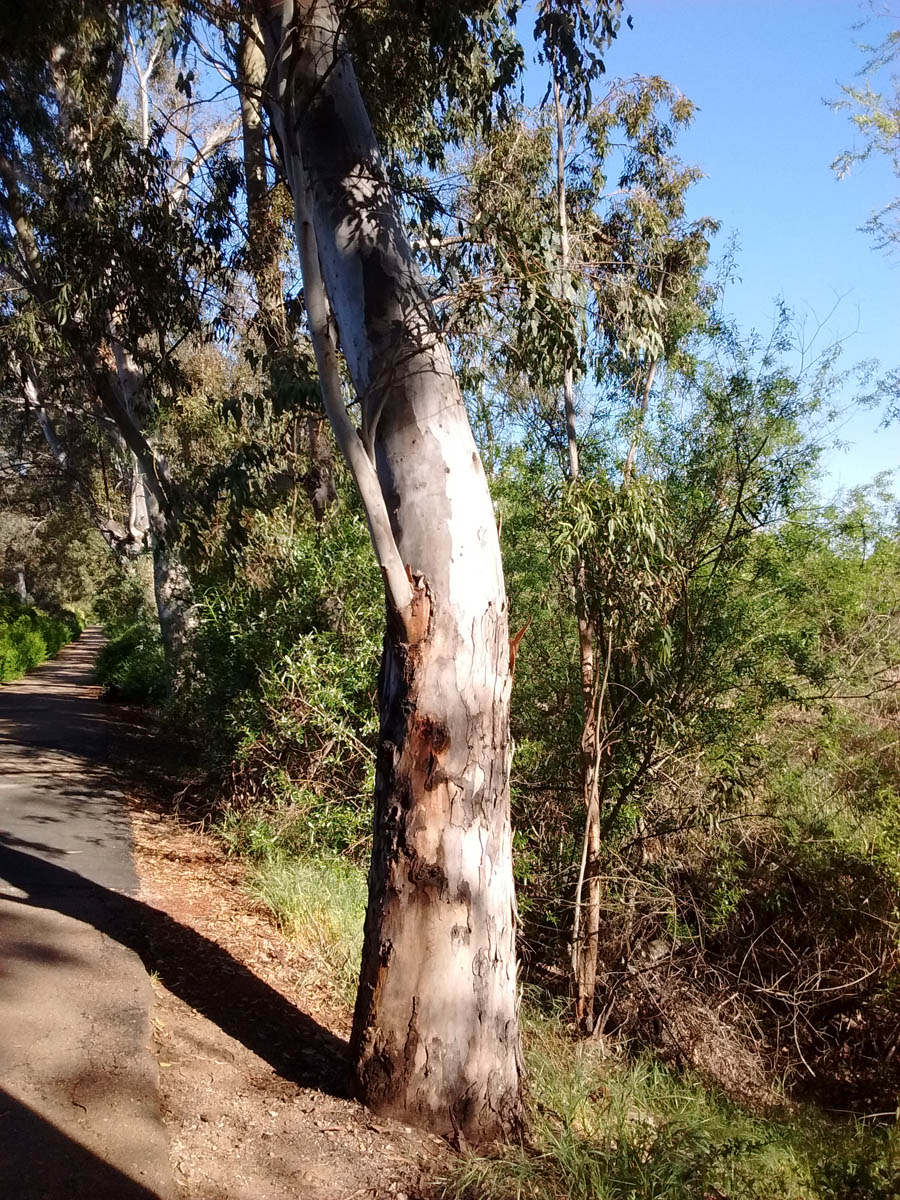 Eucalyptus in San Diego Greg in San Diego