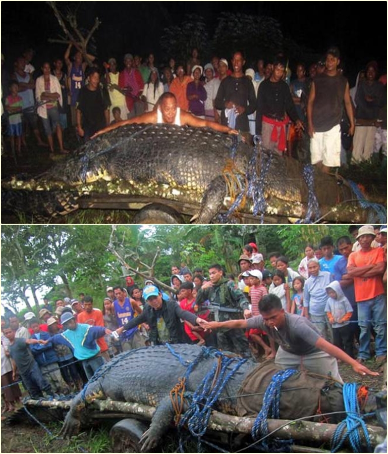 Penemuan Aneh Hewan Raksasa Yang Menggemparkan Dunia