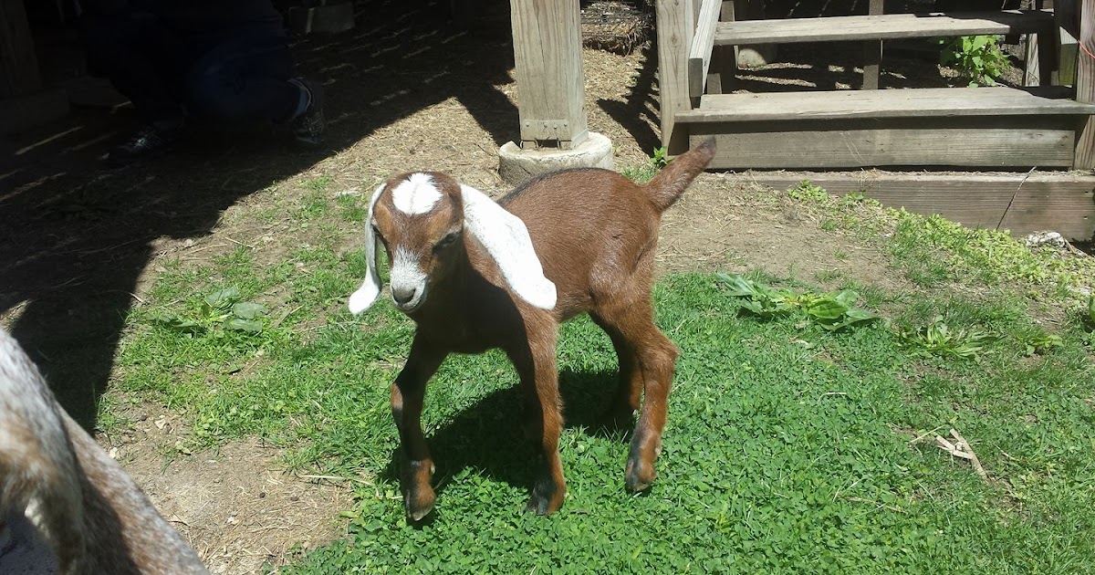 Goats For Sale Nigerian Dwarf Goats Pittsburgh Pennsylvania