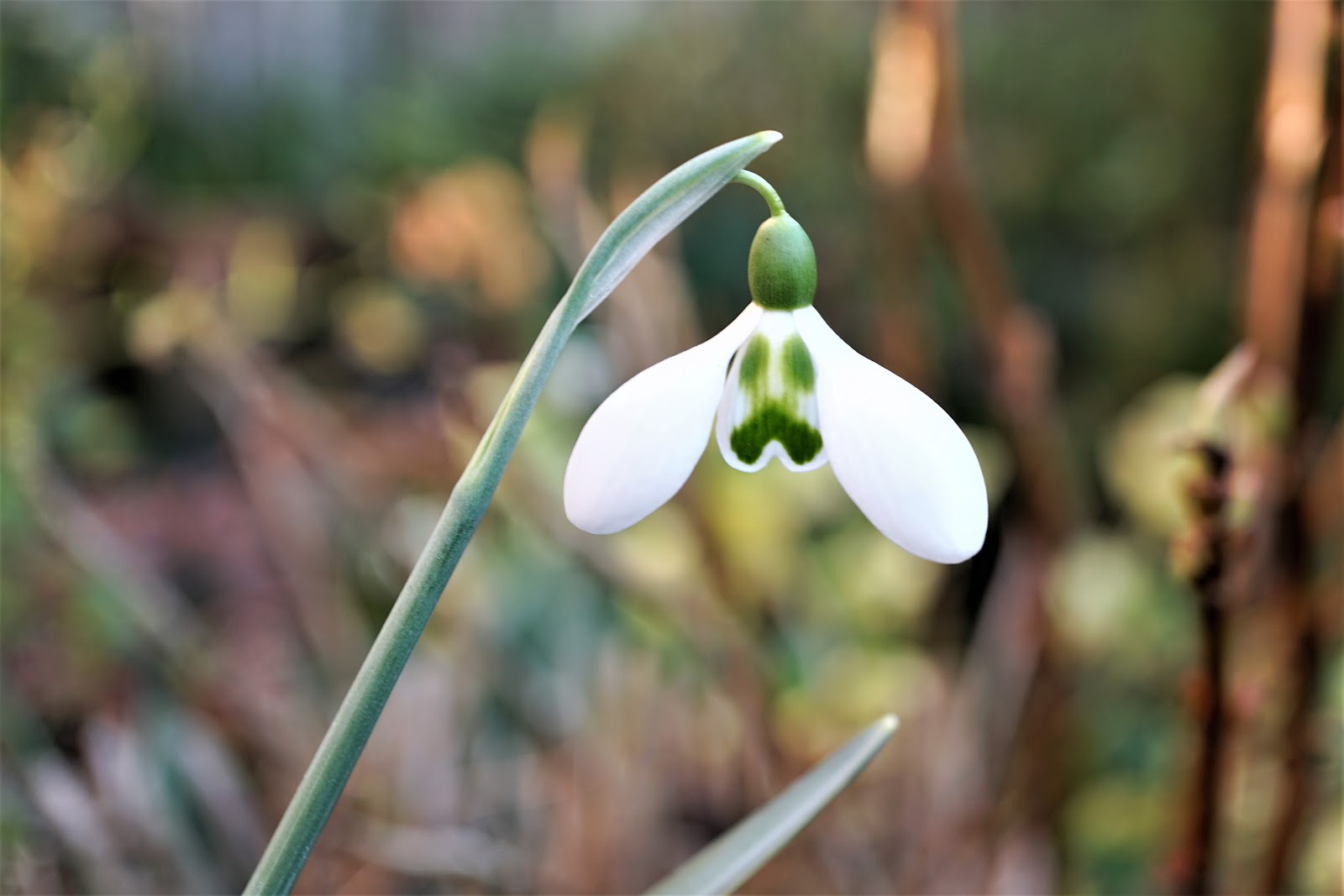Galanthus : Galanthus 'Big Eyes'
