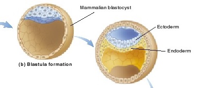 Pertumbuhan Dan Perkembangan Vertebrata Referensi Biologi