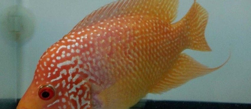 Ciri-Ciri dan Kisaran Harga Louhan Golden Base Dipasaran Saat Ini