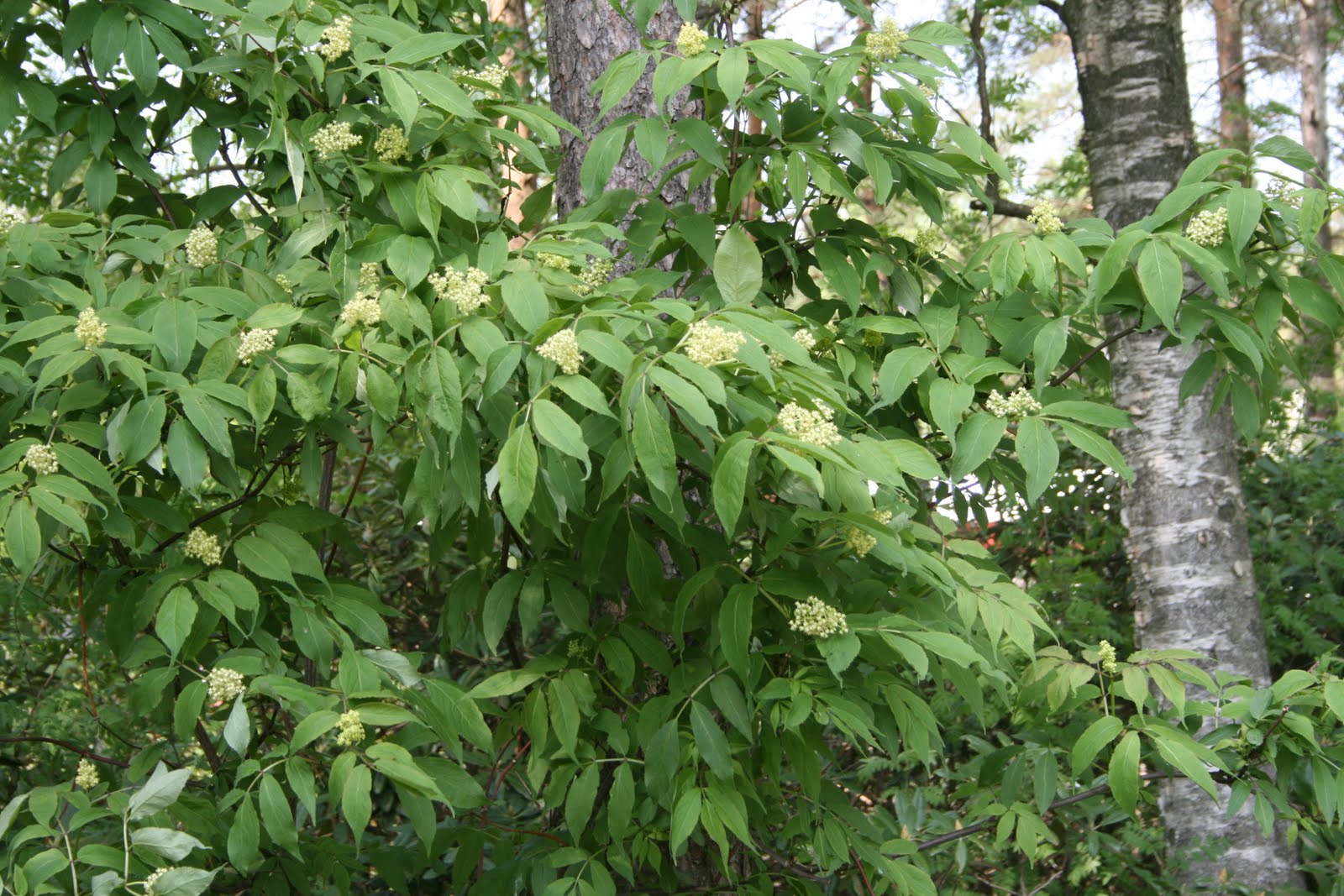 mustat naiset kiva pillua