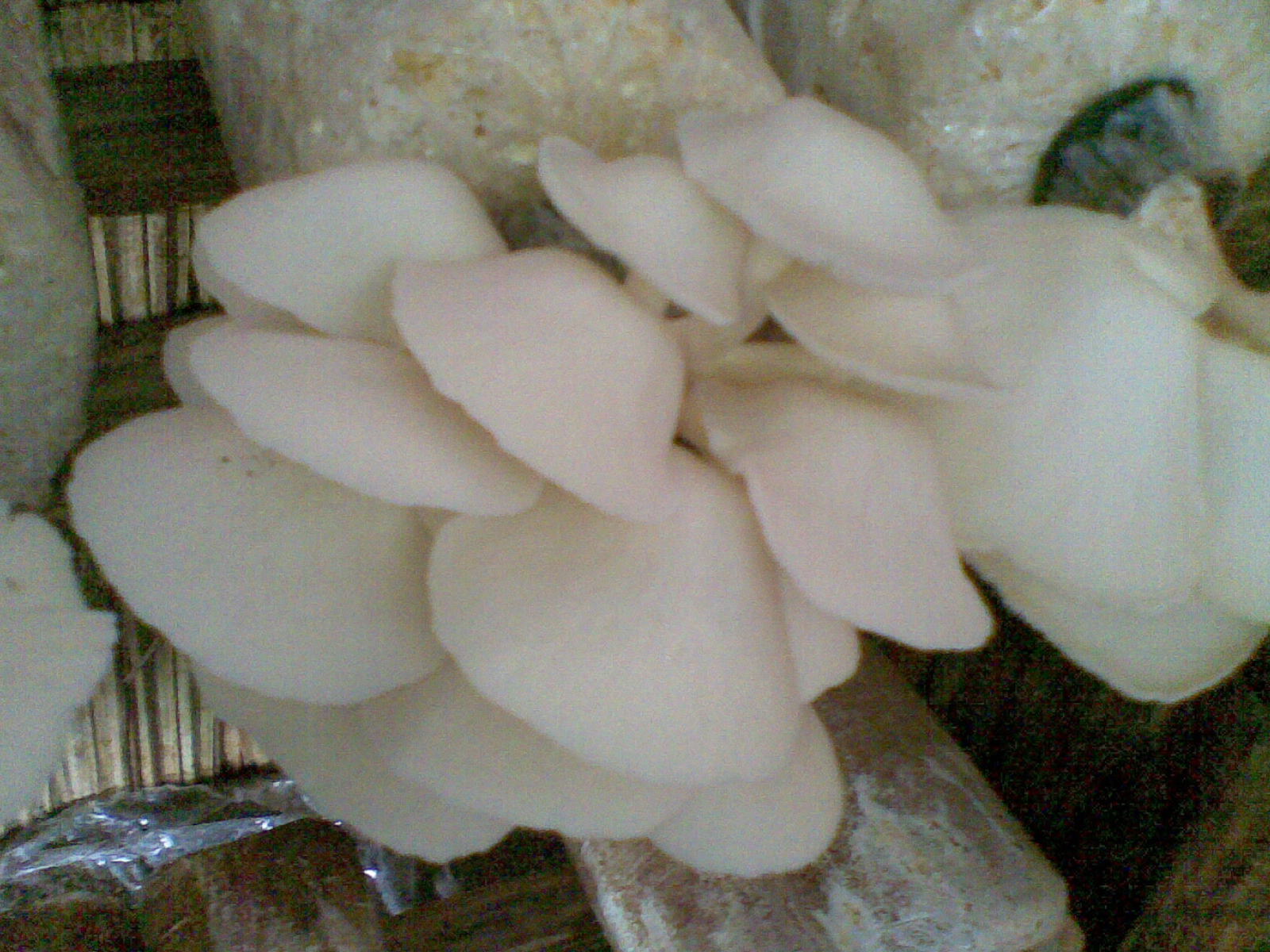 SMAN 1 INDRALAYA UTARA