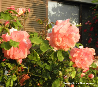 lindas rosas