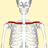 Clavicle (Tulang selangkangan) Clavicle (Tulang selangkangan)