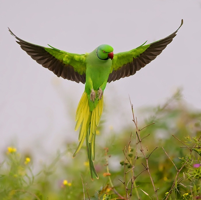indian ringneck parrot parakeet