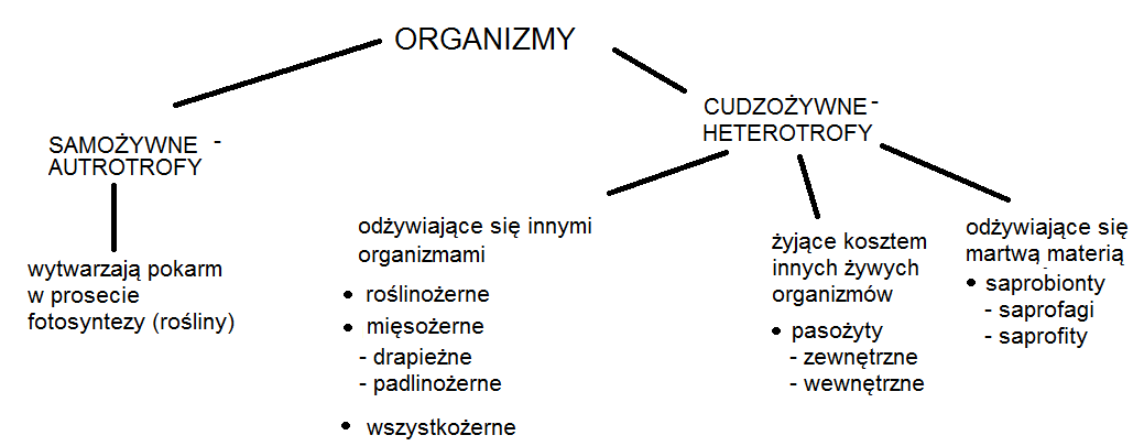 Biologia w gimnazjum: grudnia 2015