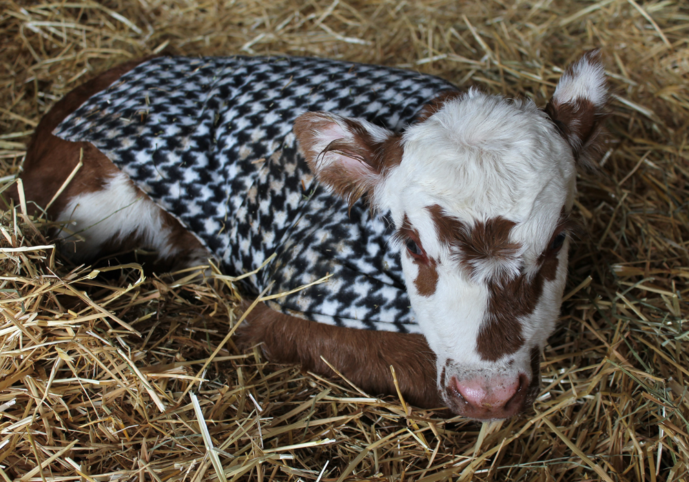 Tmd Black Herefords