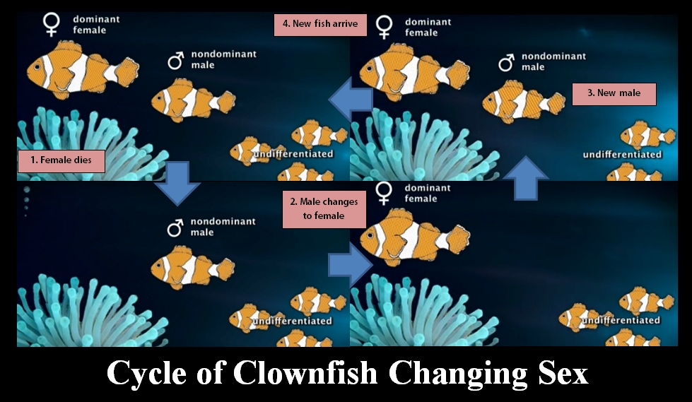 Naturaleza Cantábrica La historia de Nemo, el pez payaso transexual Naturaleza Cantábrica La historia de Nemo, el pez payaso transexual