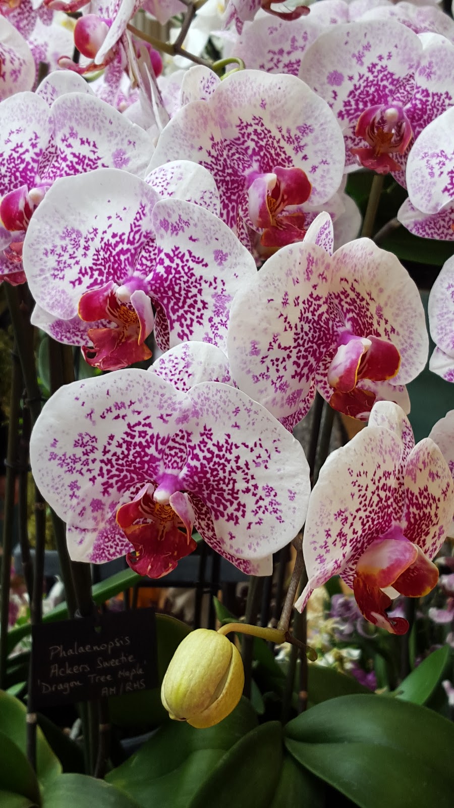 Rambling Towards An Exotic Garden Paradise April 2016