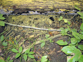 polypore coats log with yellow spores