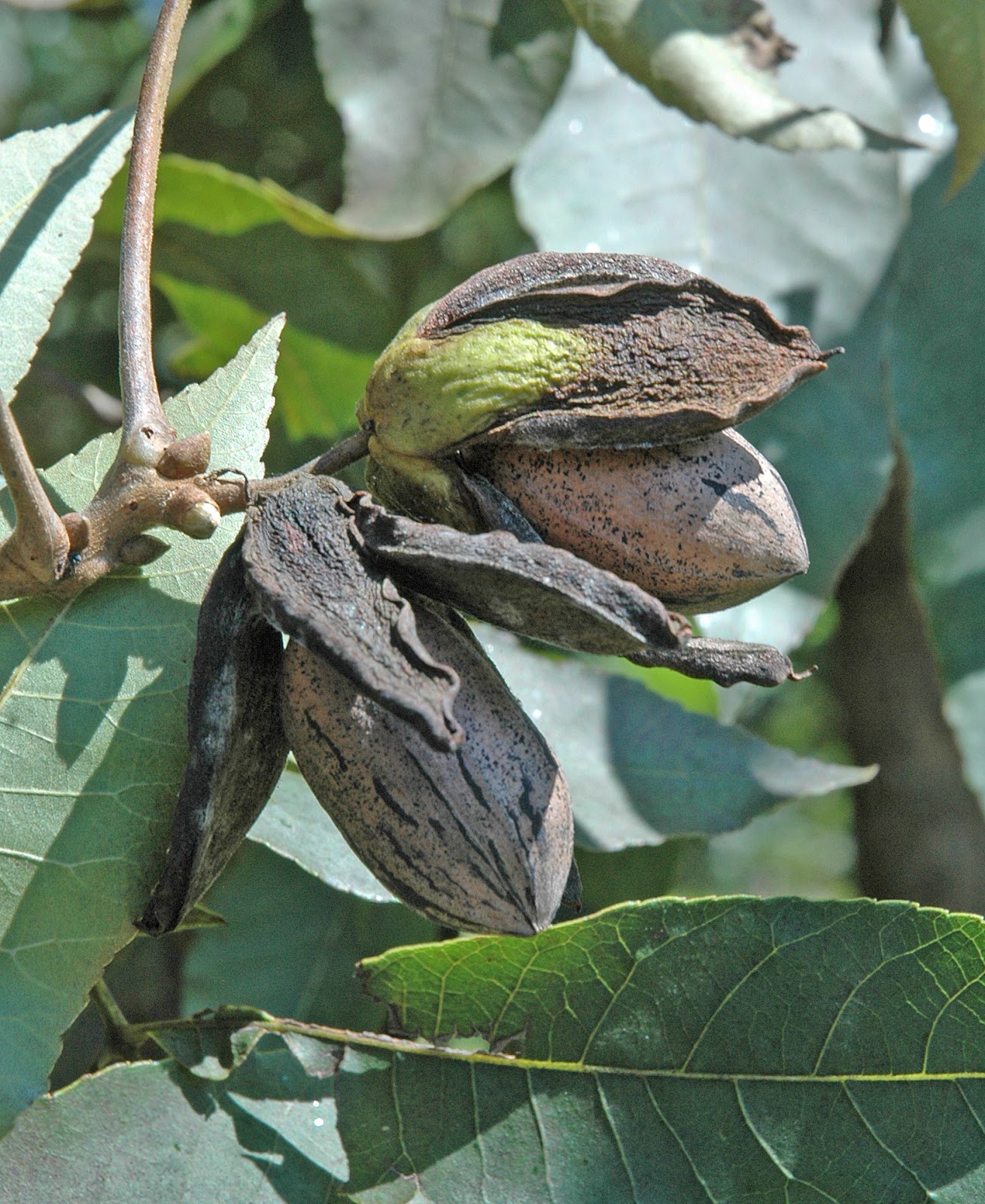 Northern Pecans Early ripening pecan cultivars splitting their shucks